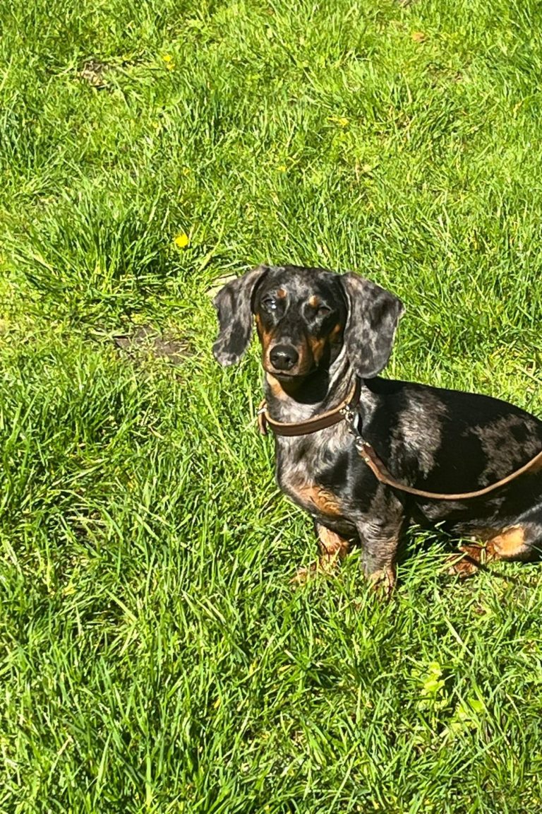 Welpe auf dem Hundeplatz