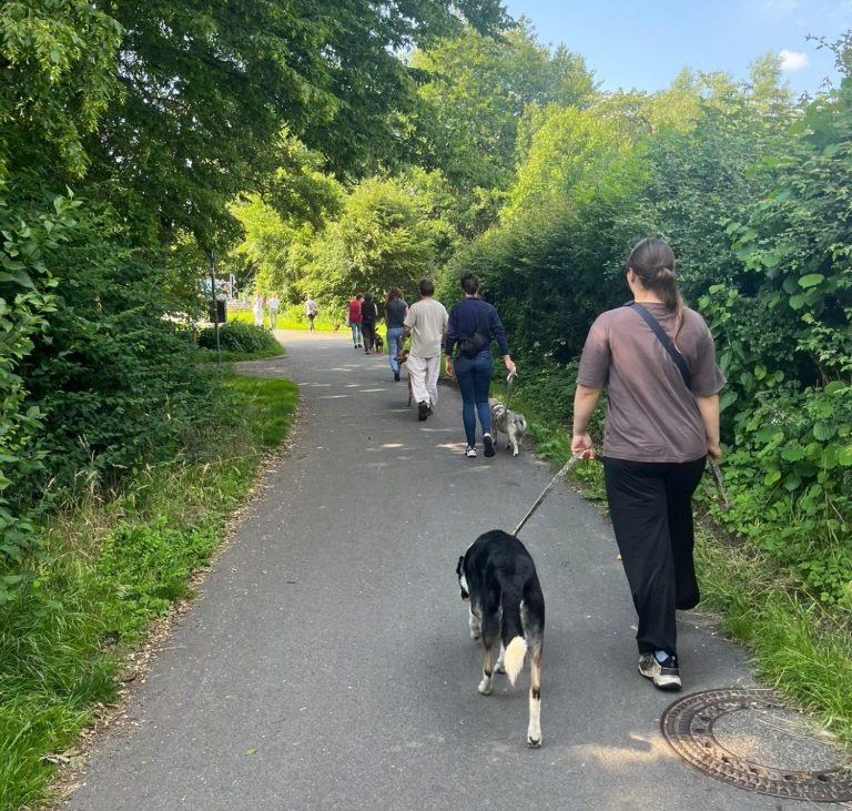 Hundetraining im Wienburgpark