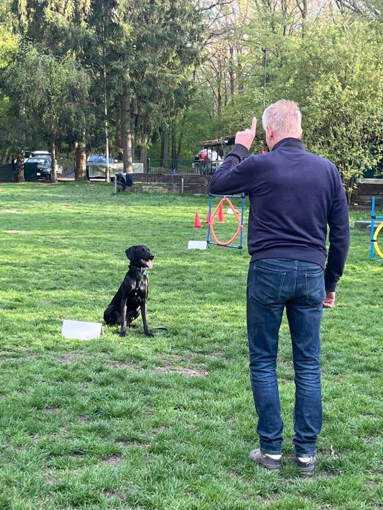 Dogtraining auf dem Hundeplatz