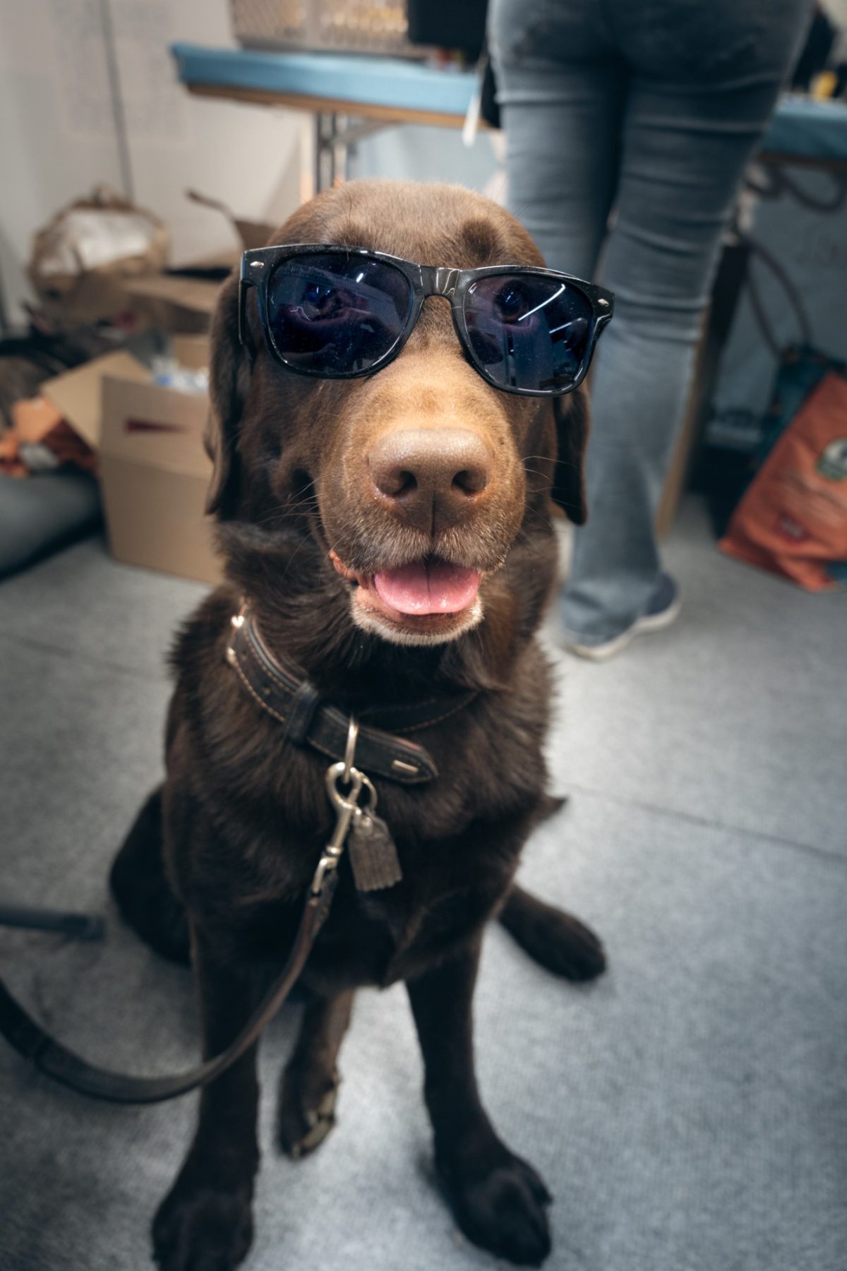 Bild von der Webseite von Hundecoach Melly- Mobil & Individuell
